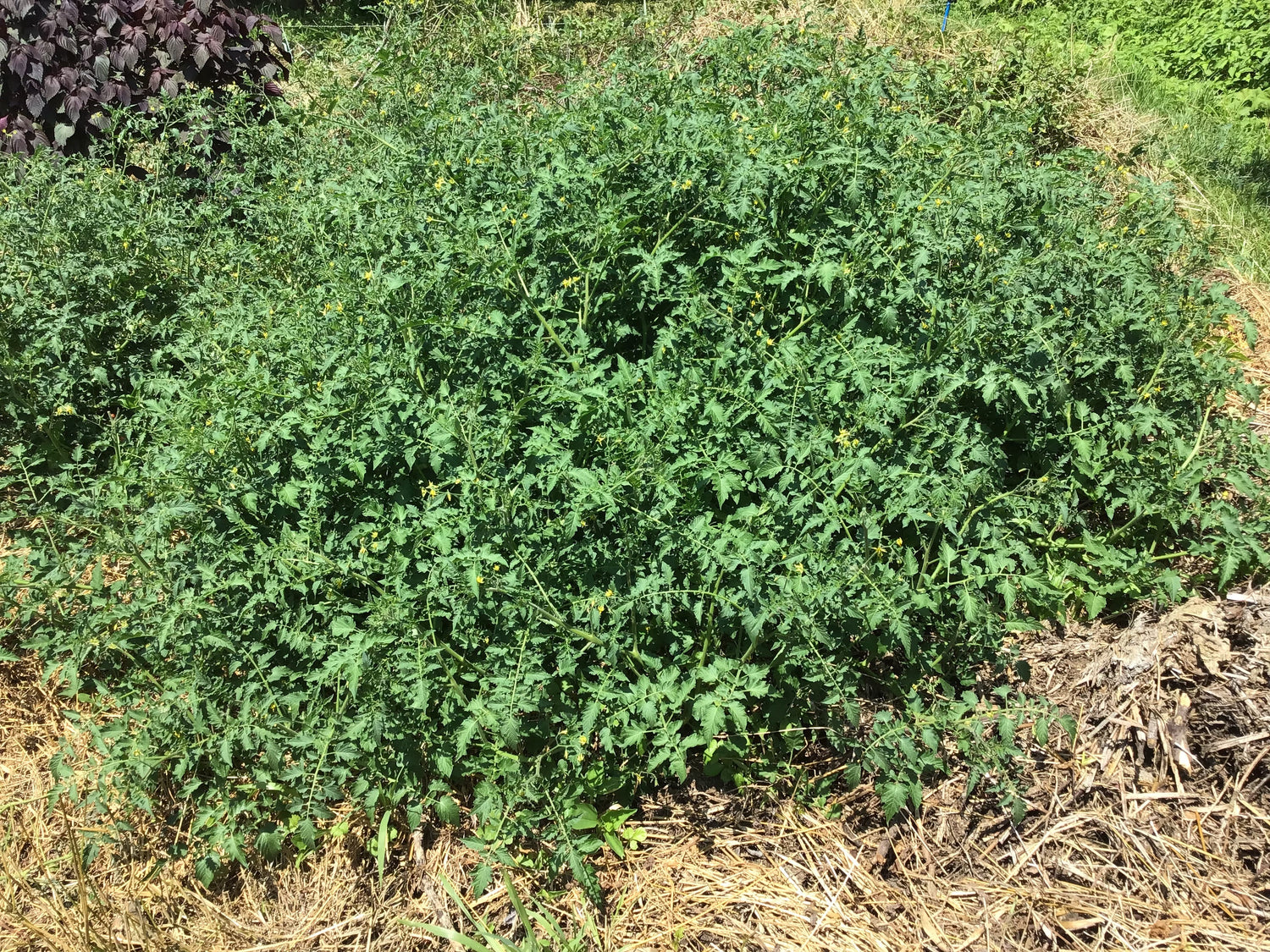 環境再生型農業