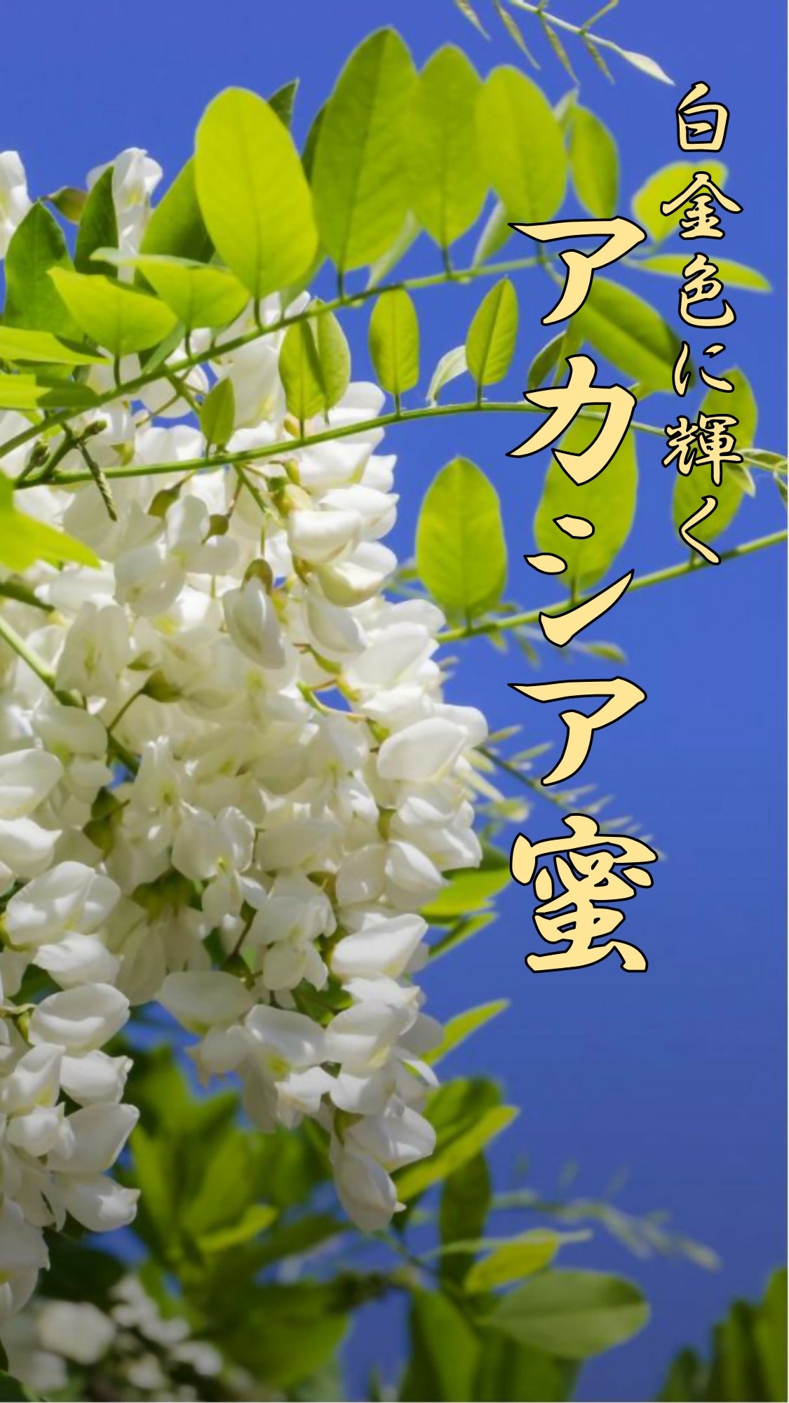 【白金色に輝く】アカシア蜜（120g）無農薬栽培・食品添加物不使用・完全非加熱・残留農薬分析検査済み＝全て無検出