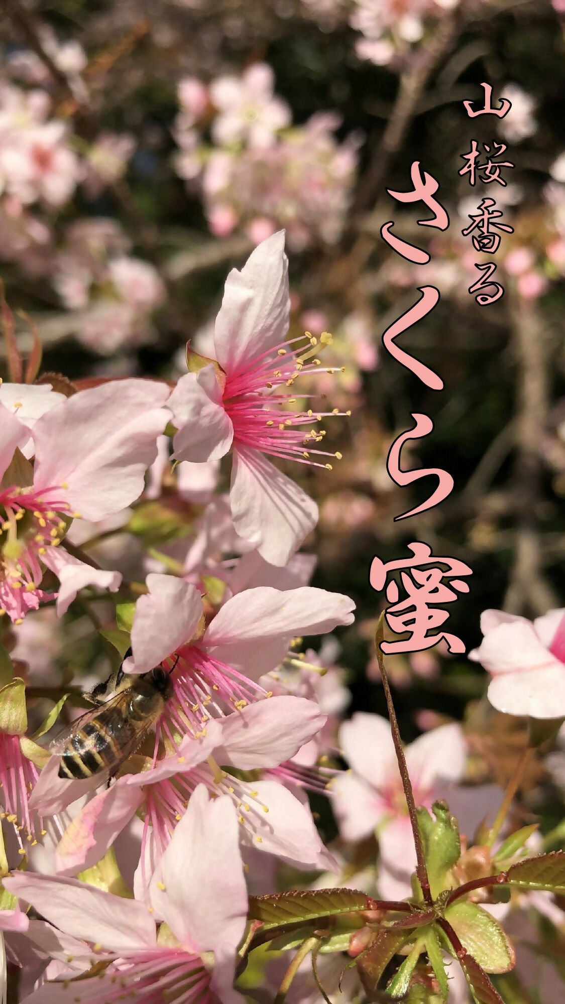 【山桜 香る】さくら（120g）無農薬栽培・食品添加物不使用・完全非加熱・残留農薬分析検査済み＝全て無検出