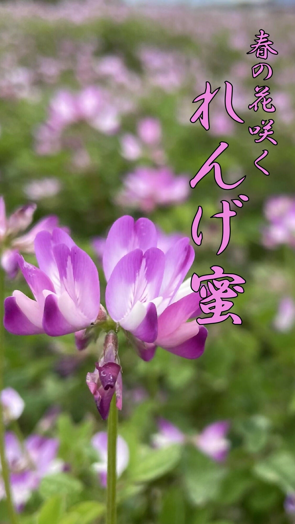 【春の花咲く】蓮華(れんげ）（120g）無農薬栽培・食品添加物不使用・完全非加熱・残留農薬分析検査済み＝全て無検出