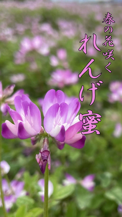 【春の花咲く】蓮華(れんげ）（120g）無農薬栽培・食品添加物不使用・完全非加熱・残留農薬分析検査済み＝全て無検出